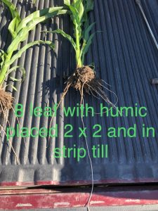 8 leaf with humic places 2x2 and in strip till showing significant root development