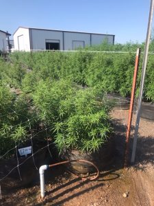 hemp grown without humics has slower growth