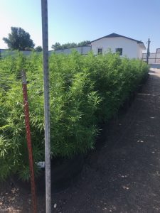 hemp grown with humics grows more efficiently